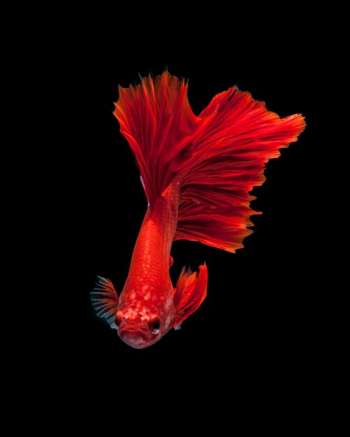 Red siamese fighting fish