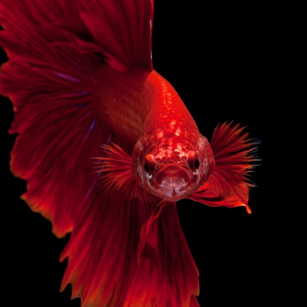 Red siamese fighting fish