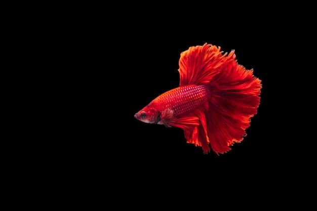 Red Siamese fighting fish