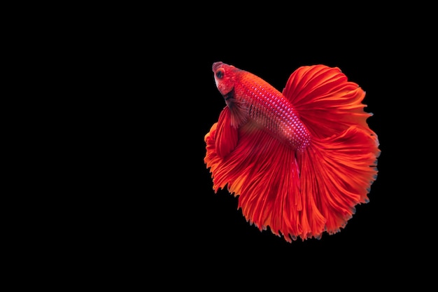 Red Siamese fighting fish