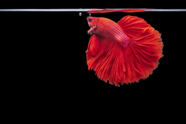 Red Siamese fighting fish