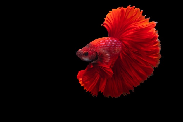 Red Siamese fighting fish