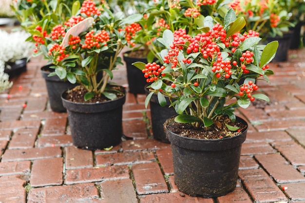 Photo red skimmia japonica rubella plant. pots with flower skimmia in garden market