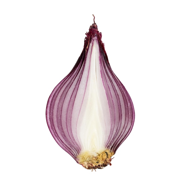 Red sliced onion isolated on white background