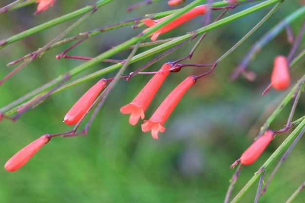 Red small grass flower 