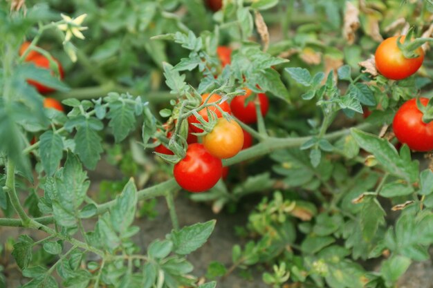 Red small tomatoes ready to pick in the garden outdoors