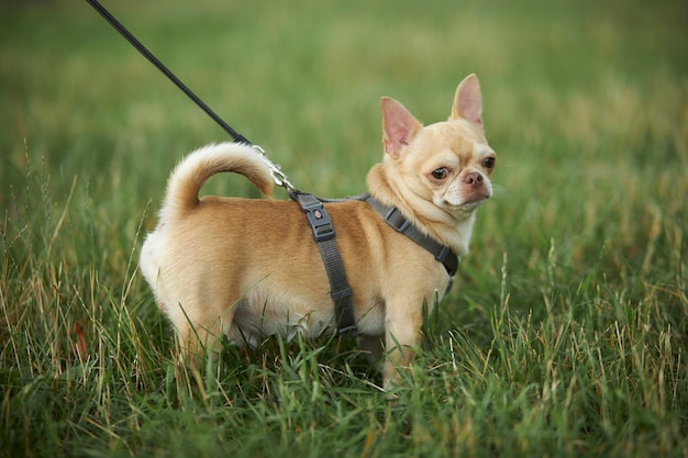 Red smooth-haired dog of the Chihuahua breed walks and sits on the green grass in summer.