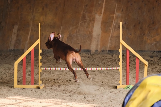 Red smooth haired Hungarian vizsla runs fast and jumps high over barrier at agility competitions