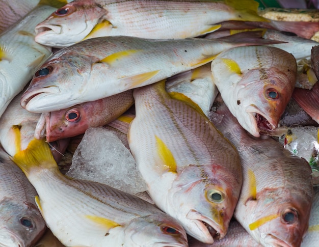 Red snapper on ice