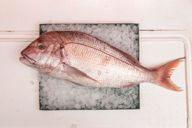 Red snapper is een perciforme vis uit de familie Sparidae. Het leeft in de Atlantische Oceaan van de Britse eilanden tot Zuid-Argentinië