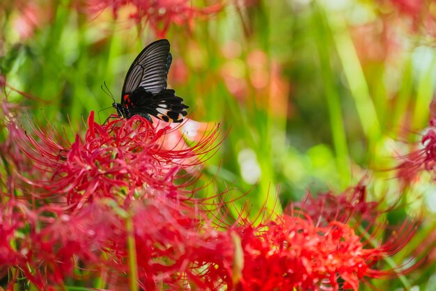 Red spider lily flowers with butterfly in chichibu september 2022
