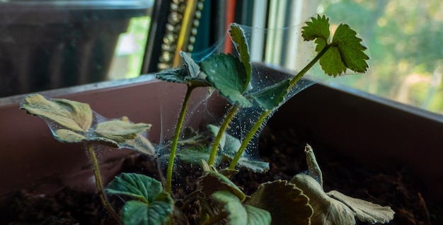 Red spider mite on strawberry