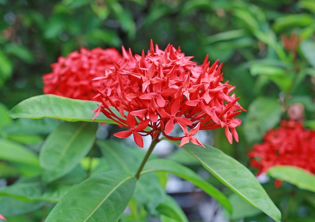 Photo red spike flower, rubiaceae ixora coccinea.
