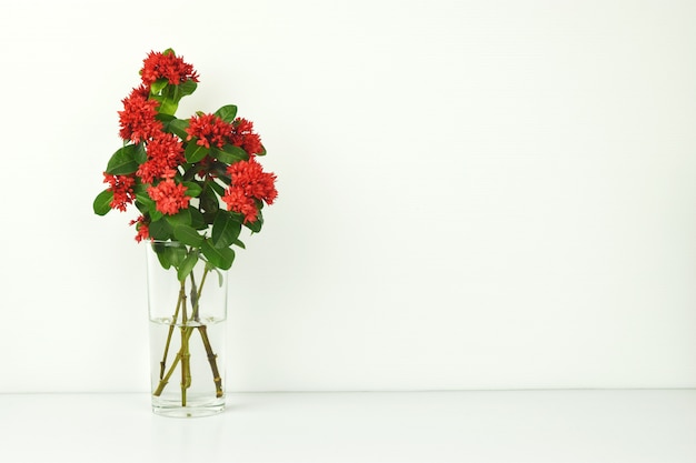 Red spike flower in vase on white .