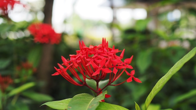 RED  Spike flower