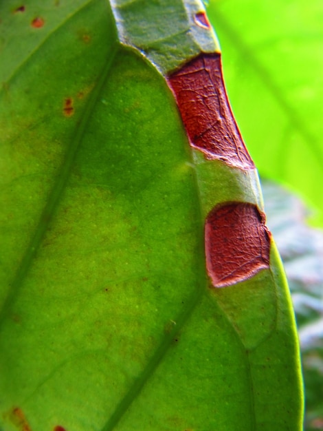 Photo red spots on a green leaf