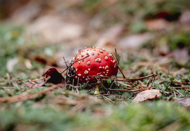 Red spotted amanita growing in coniferous wood, selective focus