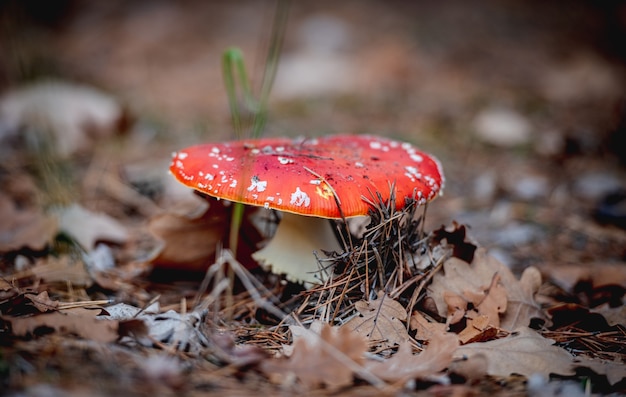 Red spotted amanita growing in coniferous wood, selective focus