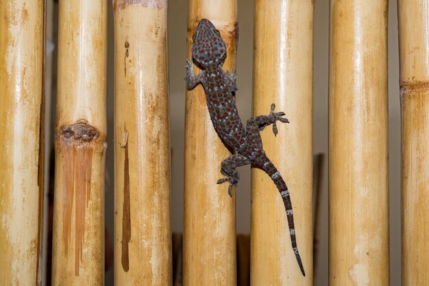 Photo red spotted gecko portrait close up macro