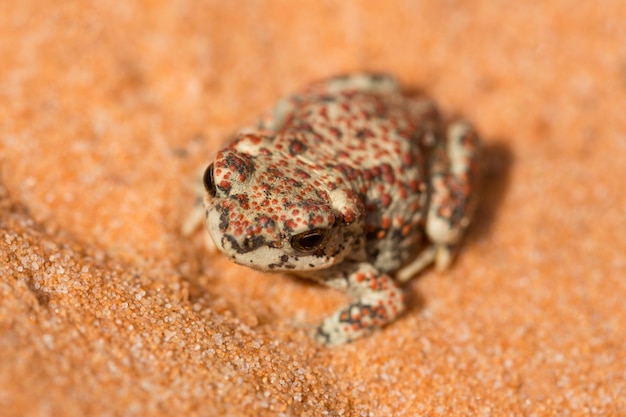 Red Spotted Toad in Utah