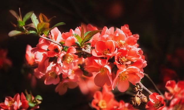 Red spring flowers. Blossoming Chaenomeles (flowering quince, Japanese quince)