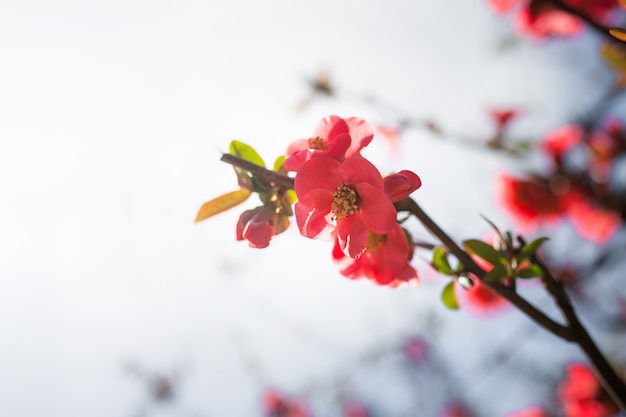 Red spring flowers of Chinese quince