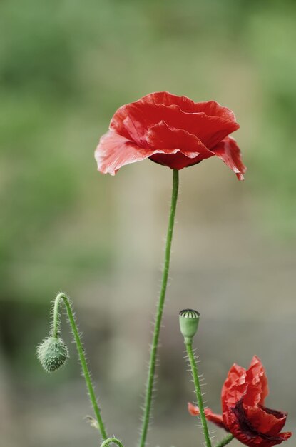 Red spring poppy