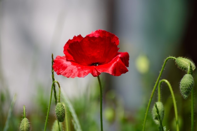 Papavero primaverile rosso