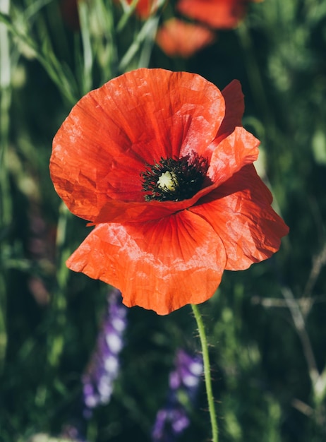 Red spring poppy