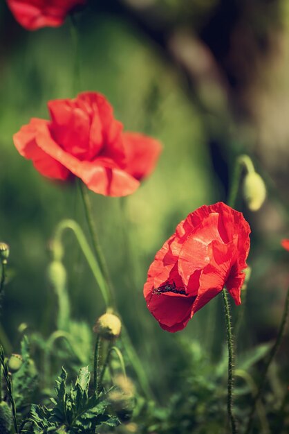 Red spring poppy