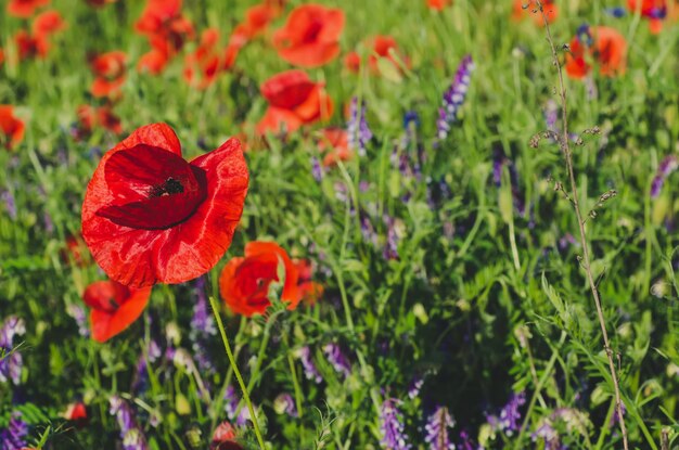 Red spring poppy