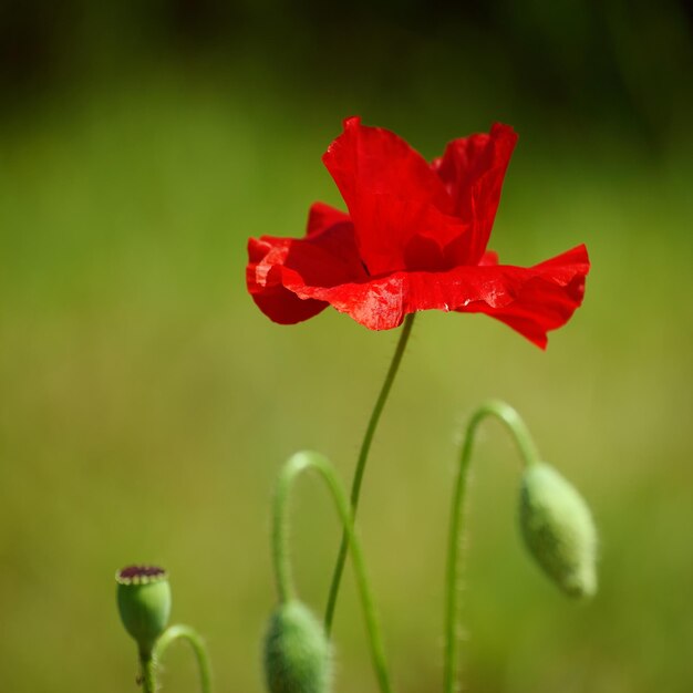 Red spring poppy