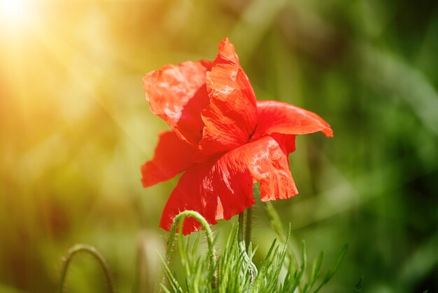 Red spring poppy