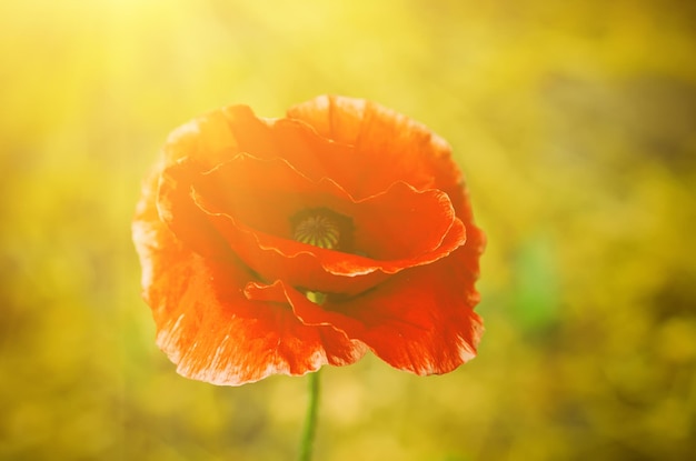 Red spring poppy