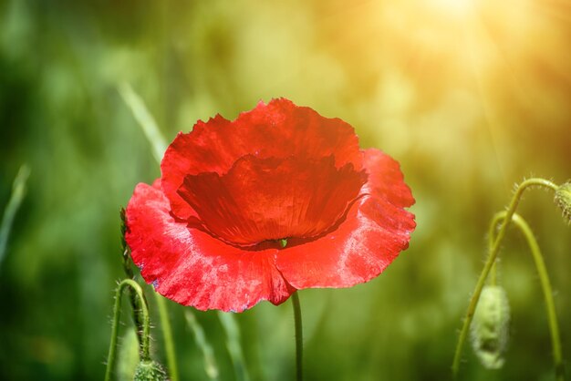 Red spring poppy