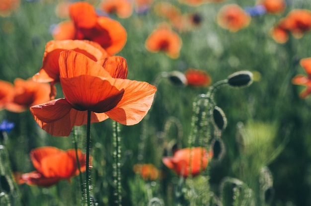 Red spring poppy