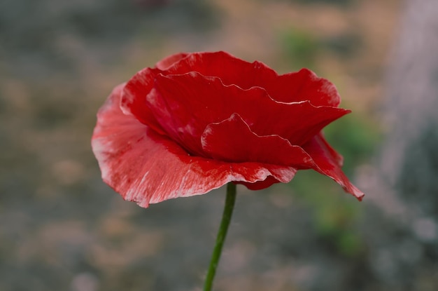 Red spring poppy