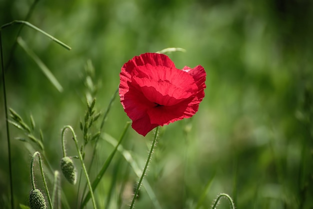 Red spring poppy