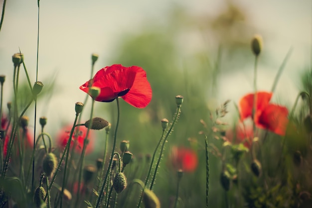 Red spring poppy