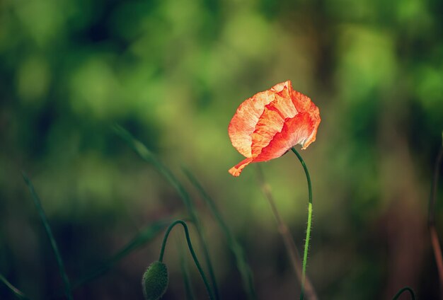 Red spring poppy