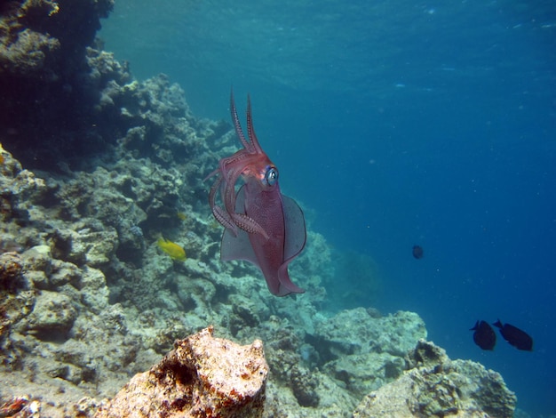 Foto un calamaro rosso nuota nell'oceano.