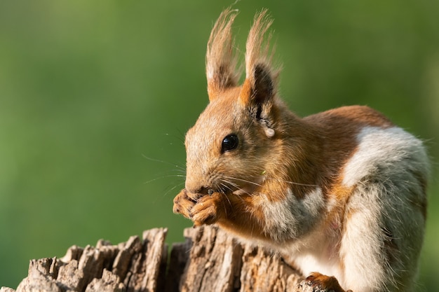 Red squirell close up. Sciurus vulgaris, in the wild.