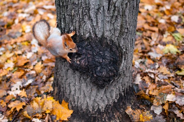 Photo red squirrel in the autumn forest in its natural habitat portrait of a squirrel close up the forest