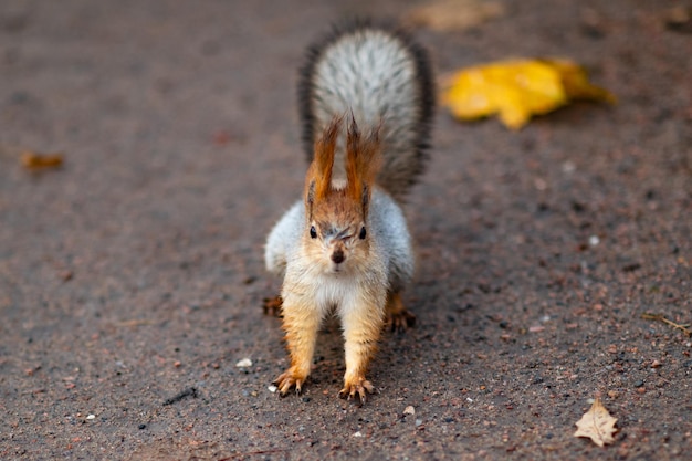 Photo red squirrel in the autumn forest in its natural habitat portrait of a squirrel close up