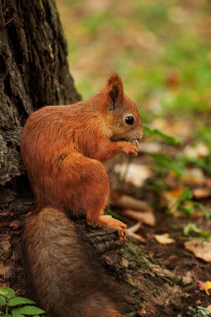 Red squirrel in autumn forest