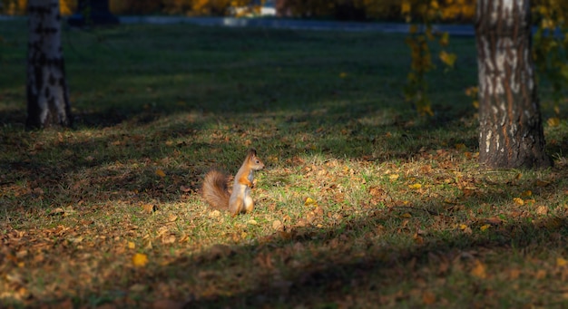 Red squirrel in autumn park