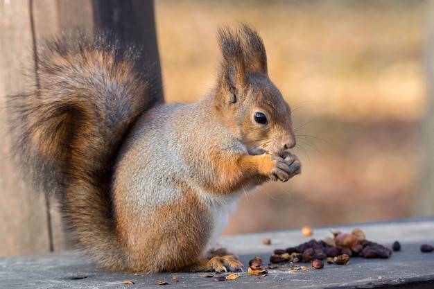 Red squirrel on a branch in autumn