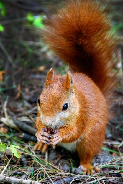 Foto uno scoiattolo rosso in una radura prende una noce da una mano