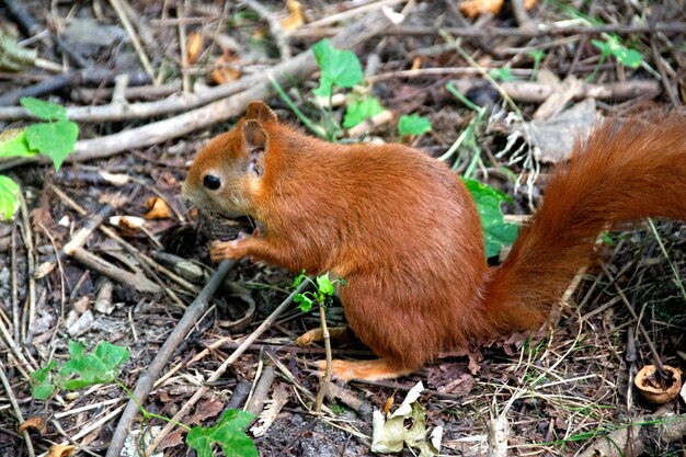 Photo a red squirrel in a clearing takes a nut from a hand