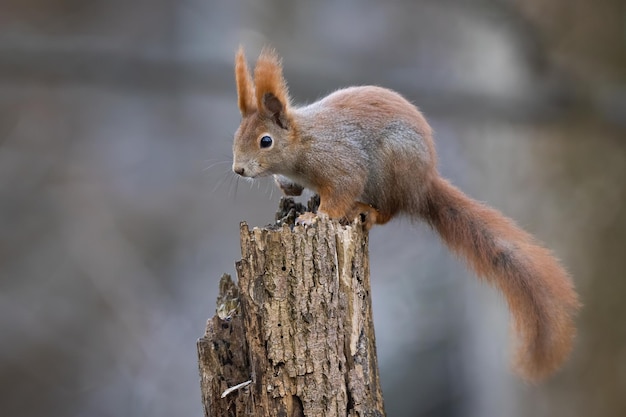 Scoiattolo rosso che si arrampica sull'albero in ambiente autunnale